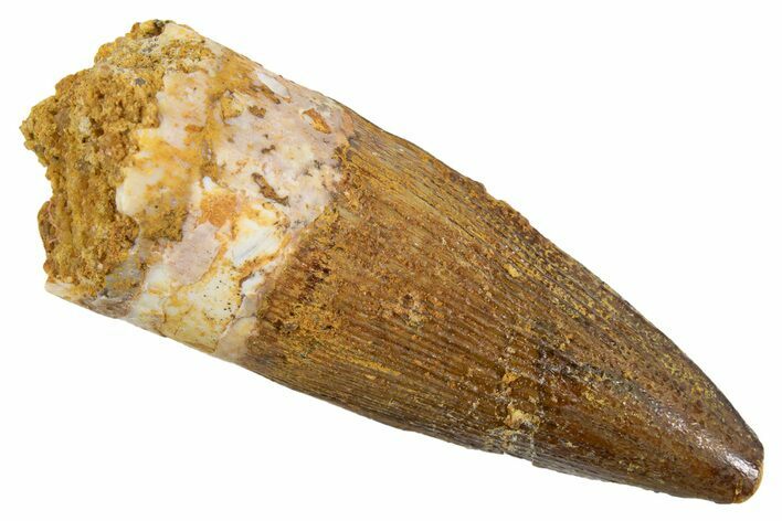 Juvenile Fossil Spinosaurus Tooth - Real Dinosaur Tooth #345865